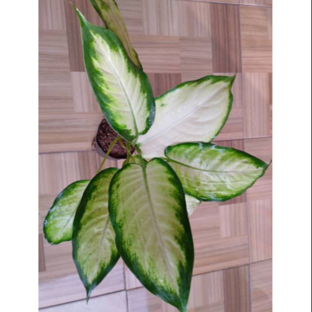 

Sri rejeki list hija