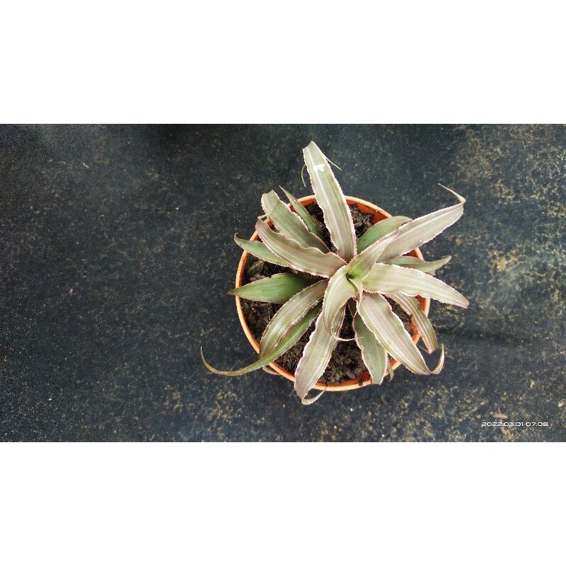 Cryptanthus Pink