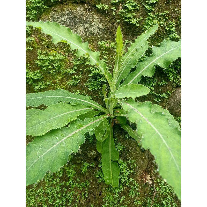 

daun tempuyung segar/lombak air 500 gram