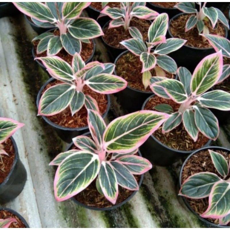 bonggol/Tunas aglonema lotust delight