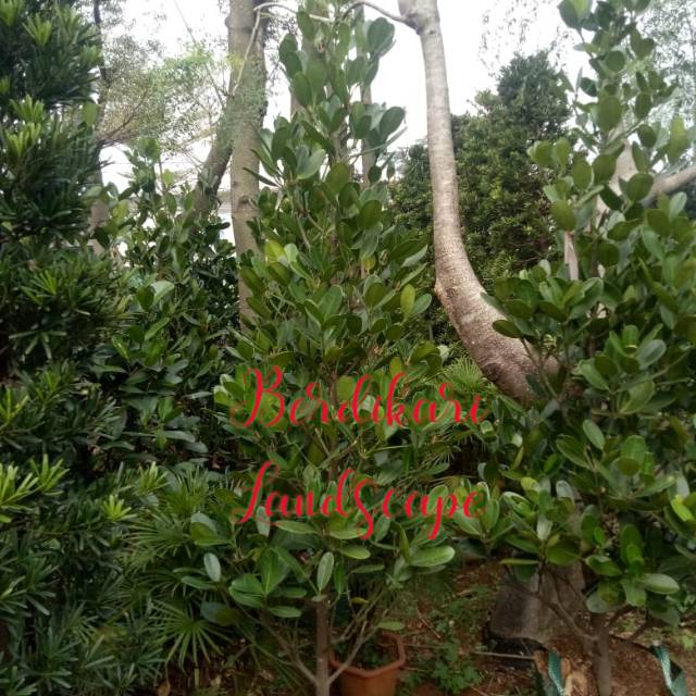 Pohon Garcinia Cambogia Pohon Buah Garcinia Cambodia Pohon Asam Gelugur Obat Pelangsing Shopee Indonesia