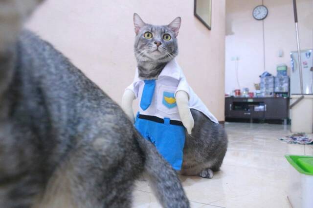 Kostum anak sekolah SMA untuk kucing dan anjing baju kucing murah size S M L XL