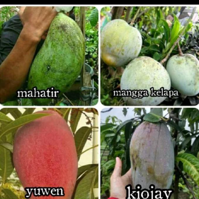 Bibit Tanaman Buah Bibit Buah Mangga 4 Paket Bibit Mangga J1*