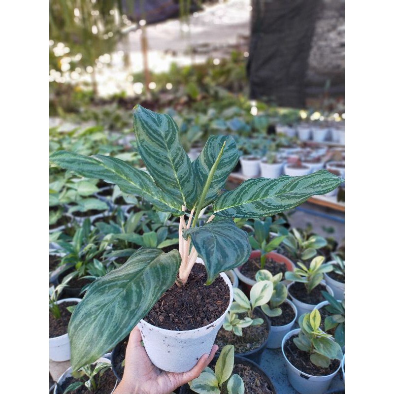 tanaman sri rejeki silver