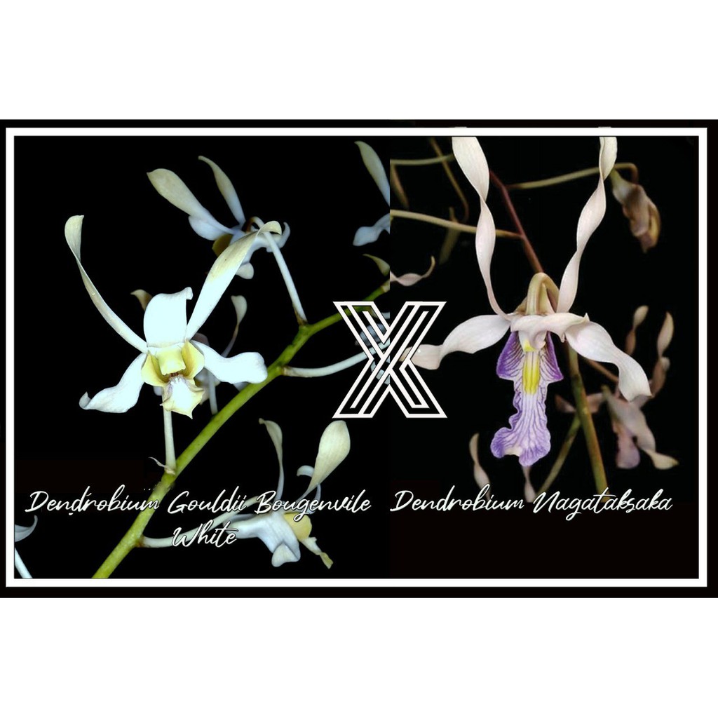 Anggrek Dendrobium Gouldii White x Nagatatsaka Remaja