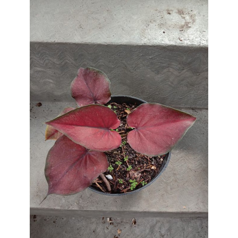TANAMAN HIAS CALADIUM / KELADI RED DEVIL ANAKAN