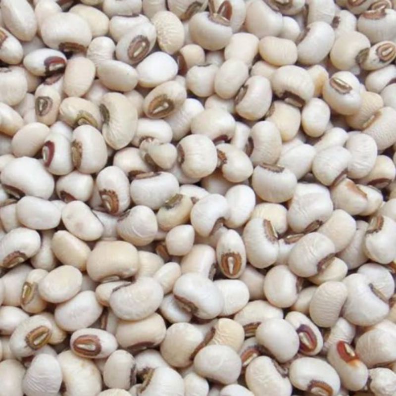 

BENIH BIBIT KACANG TUNGGAK TOLO SUPER PUTIH/BIJI BIJIAN/SAYUR SAYURAN/TANAMAN KEBUN
