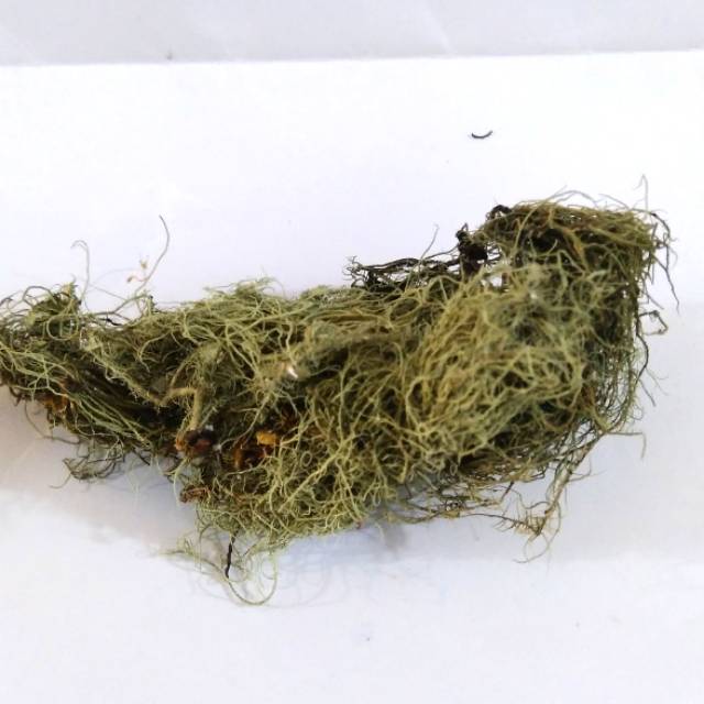 Kayu angin atau usnea thallus 1kg