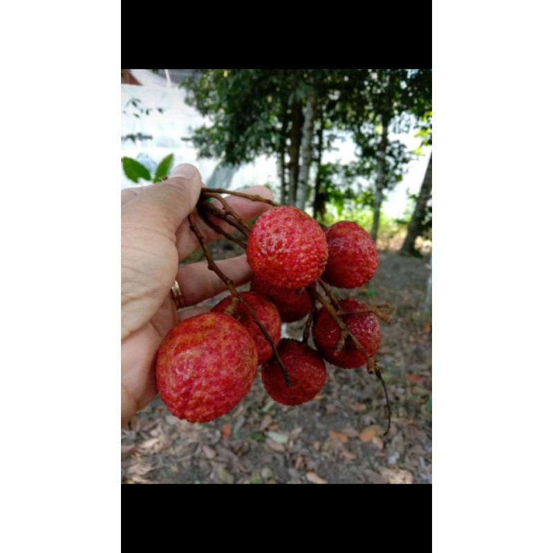Bibit Buah Leci Merah