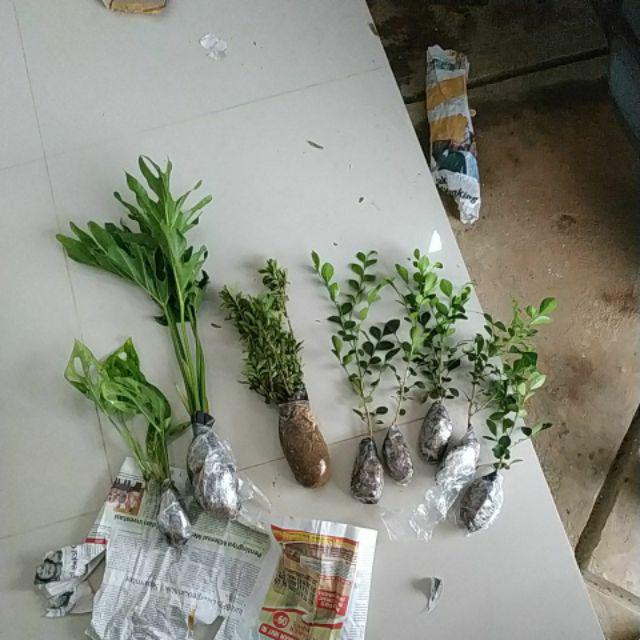 Tanaman Hias Asoka Jepang Bunga Merah