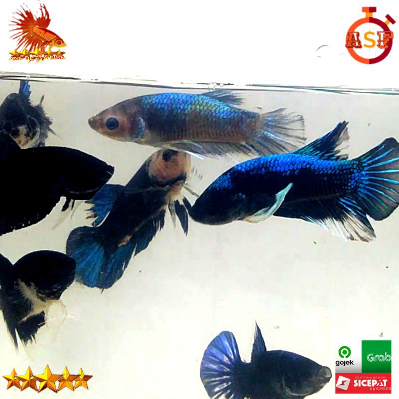 Hiasan Aquarium Ikan Cupang Bahan Avatar