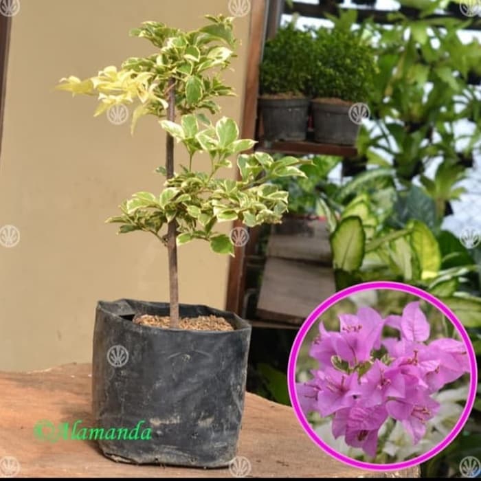 PROMO! tanaman hias bougenville bunga merah / bibit bougenville bunga merah