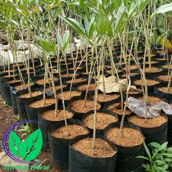 pohon tabebuya , bibit pohon tabebuya , tanaman bunga tabebuya