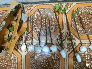 Bibit Buah Tin Verte Fc