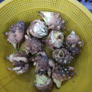 Umbi Bunga Sedap Malam Siap Tanam Sudah Bertunas Shopee Umbi Bunga Sedap Malam Siap Tanam Sudah Bertunas Shopee