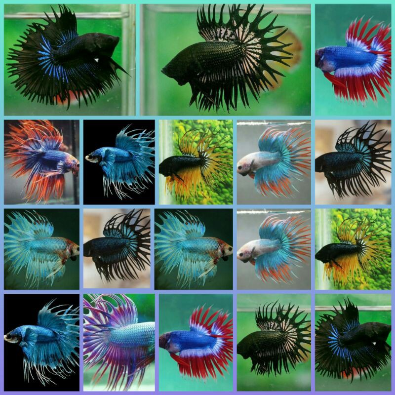 

PAKET IKAN CUPANG CROWNTAIL JANTAN & BETINA