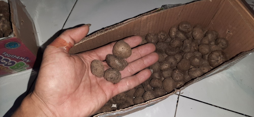 Benih Katak Porang 1000 Rupiah Perbiji