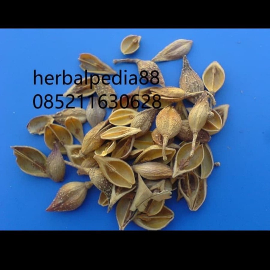 

Lian qiao 连翘 Forsythia suspensa 500 gram