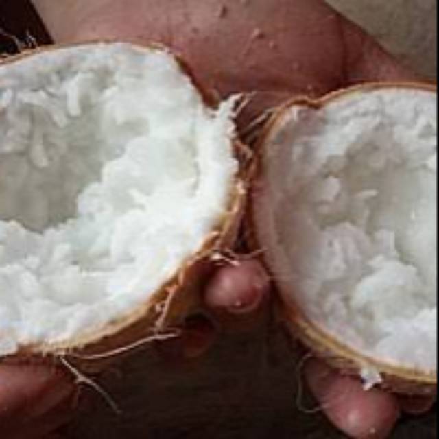 

kelapa kopyor asli