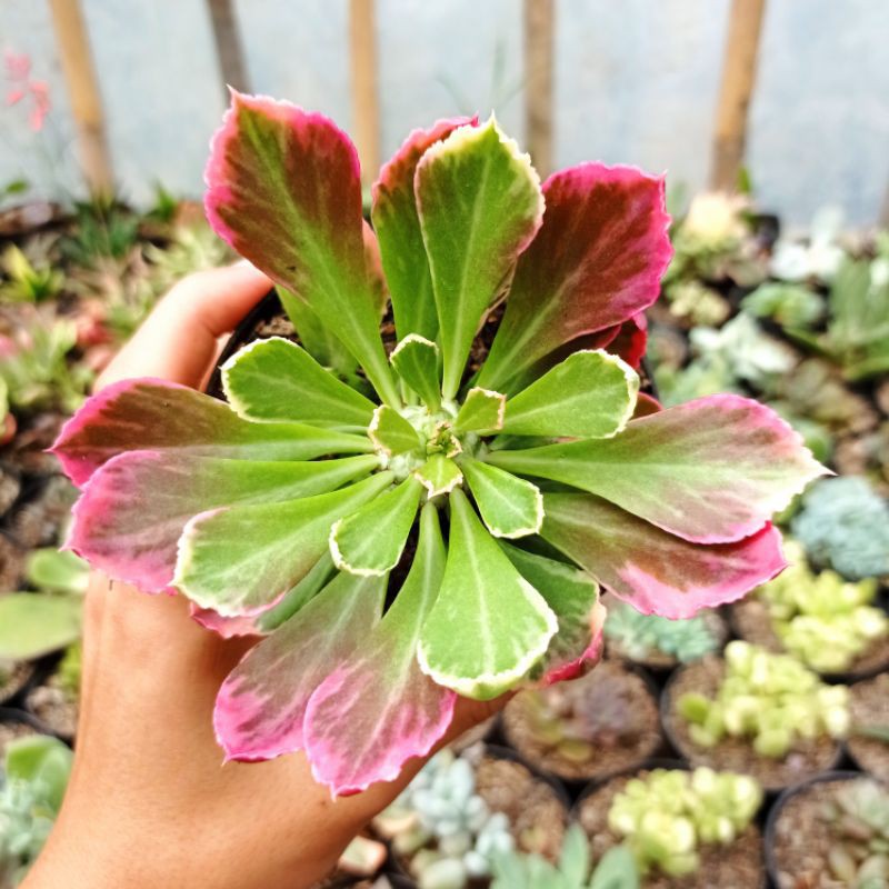 

Euphorbia monadenium