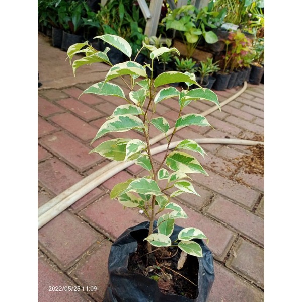 Bibit bonsai beringin putih
