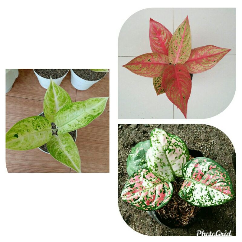 paketan 3 aglonema big roy putih, legacy merah, three colour.
