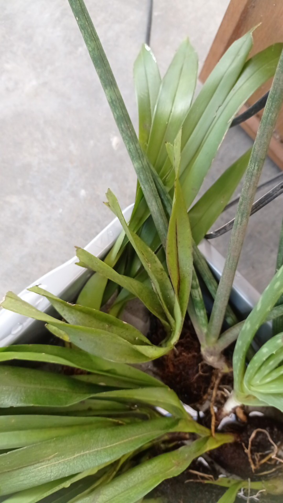 Oncidium Golden Sower