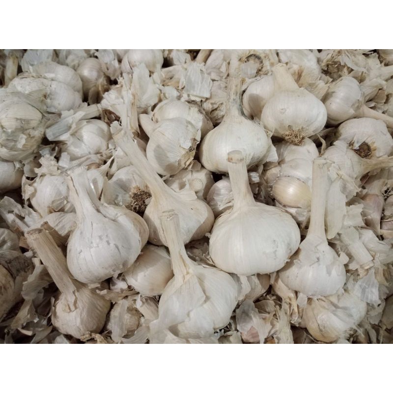 

BAWANG PUTIH