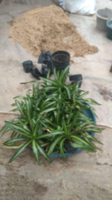 Gamis Batik Manggar, Padi,sekar,cantik,kubis,kipas,daun,kupu,nadine,gendis