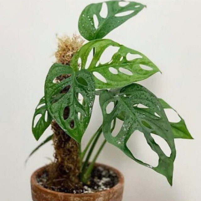 Tanaman hias monstera janda bolong / janda bolong varigata termurah
