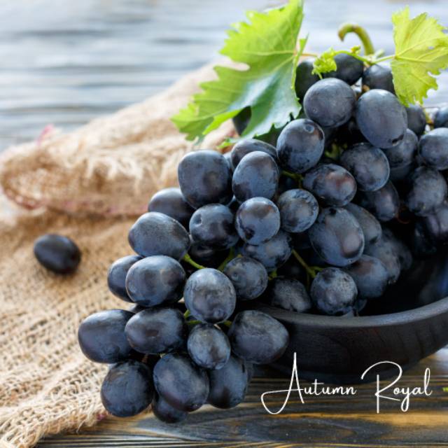 

Anggur Autumn Royal Murah/kg