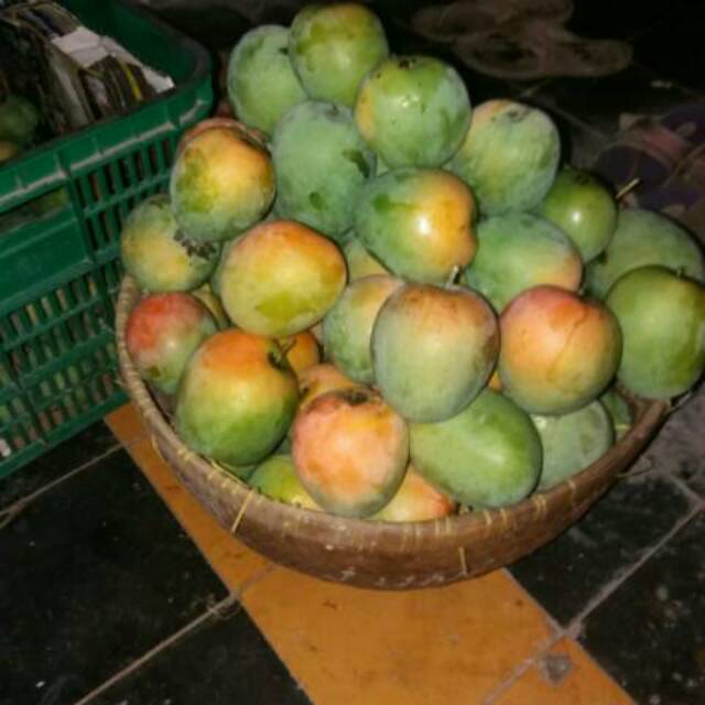 Mangga gincu asli cirebon