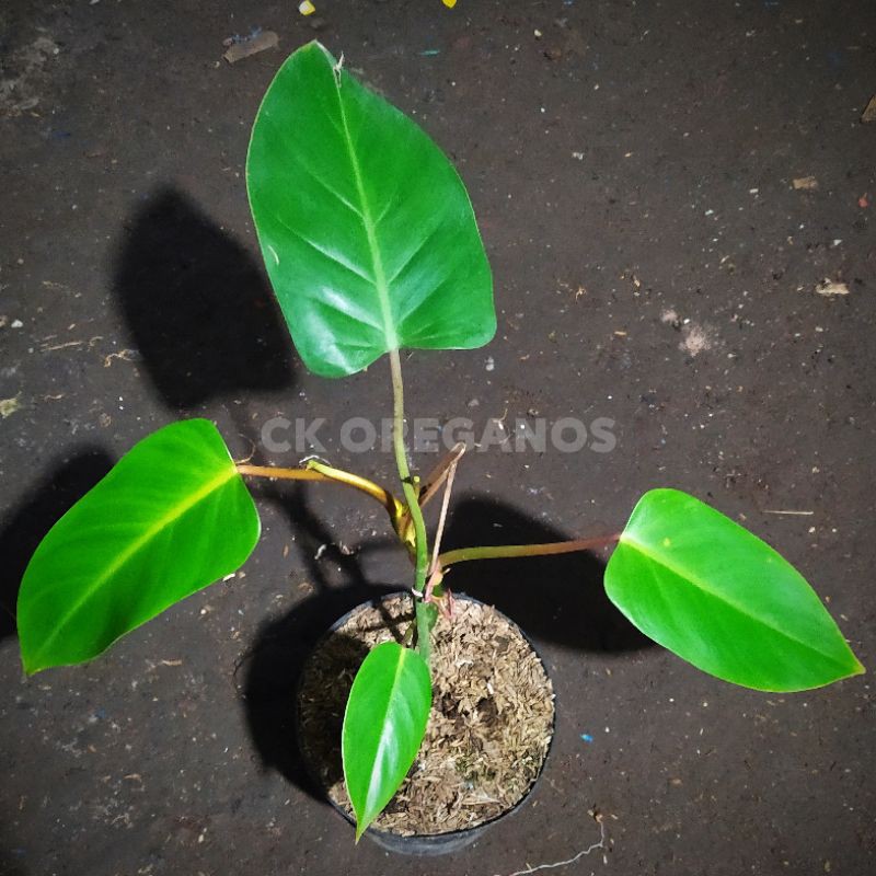 PHILODENDRON DOMESTICUM