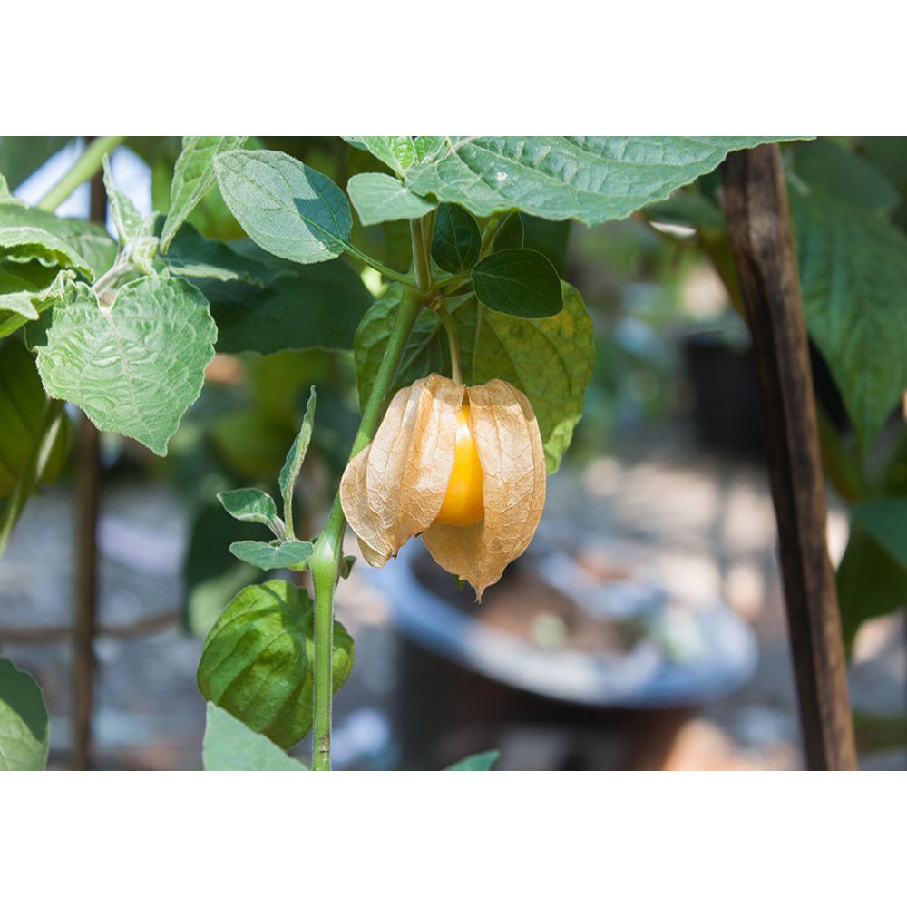 Benih-Bibit Ciplukan Kuning Ground Cherry (Haira Seed)