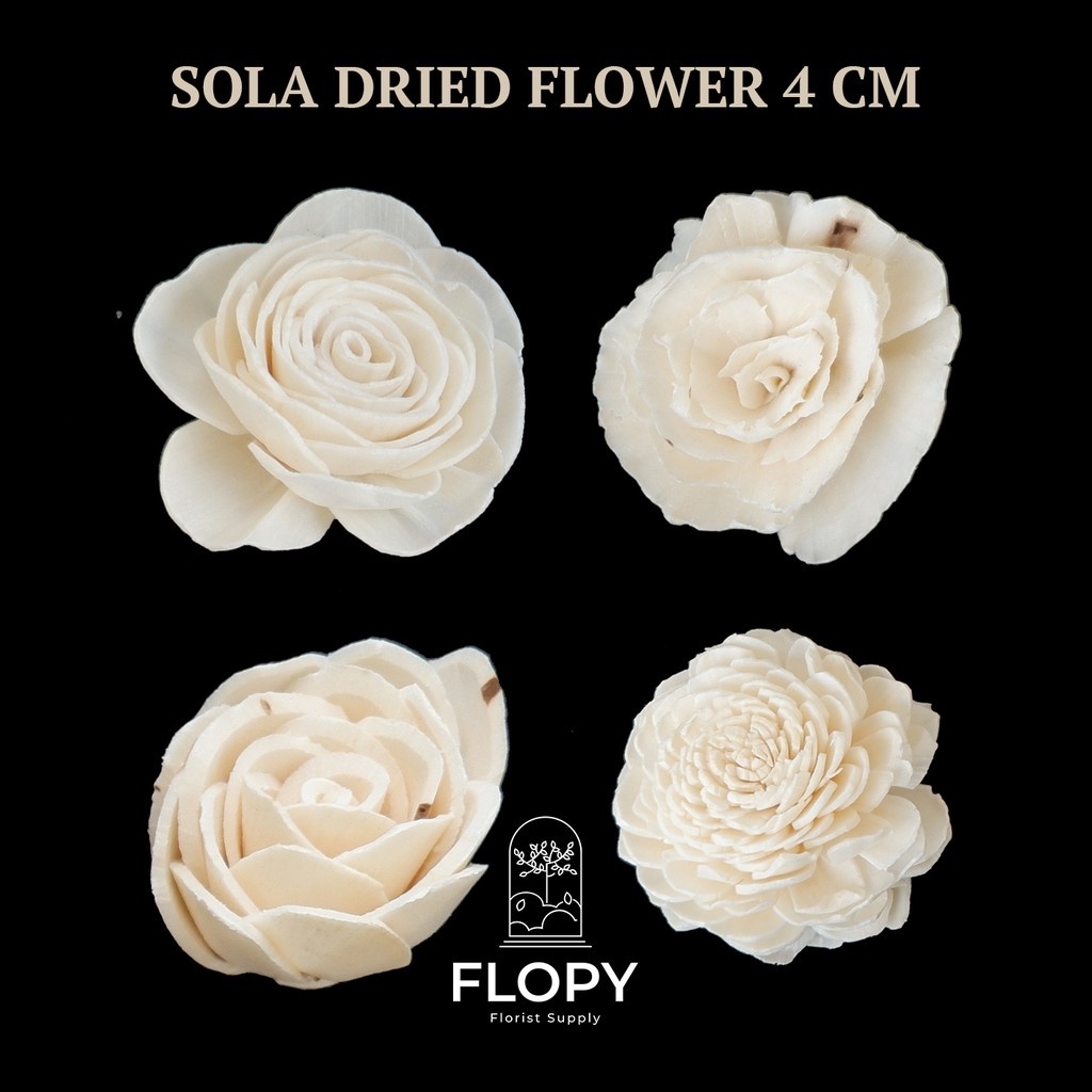 FLOPY Bunga Sola Wood 4 CM Dried Flower Import / Bunga Klobot Jagung