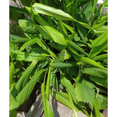 

Daun Kunyit Konyet Kunir segar 40 lembar helai bumbu dapur