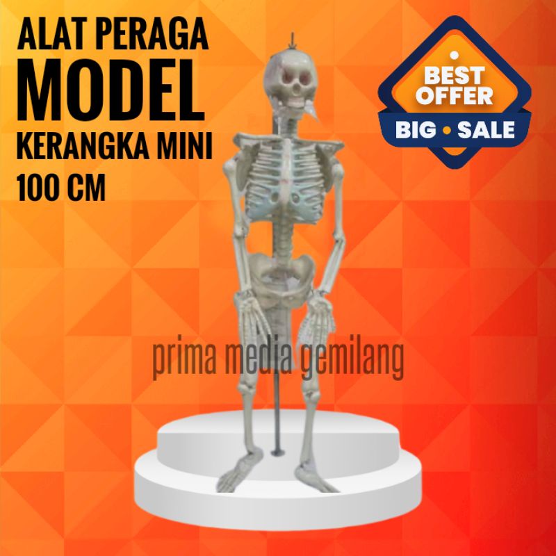 

KERANGKA MINI 100CM/TORSO KERANGKA KECIL 100CM/ALAT PERAGA PENDIDIKAN