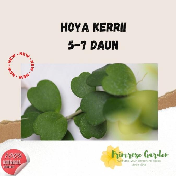 Hoya Kerrii Kode 364