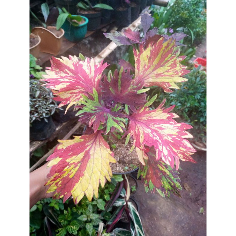 macam macam bunga miana