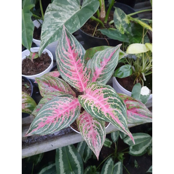 Tanaman Hias Aglonema Pink Beauty / Aglonema santi beauty / Anakan aglonema pink beauty murah