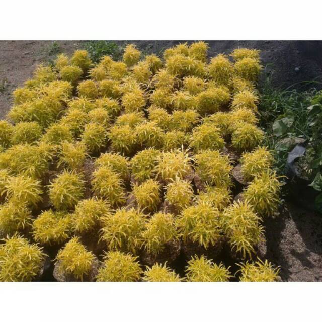 Jual Tanaman hias brokoli kuning