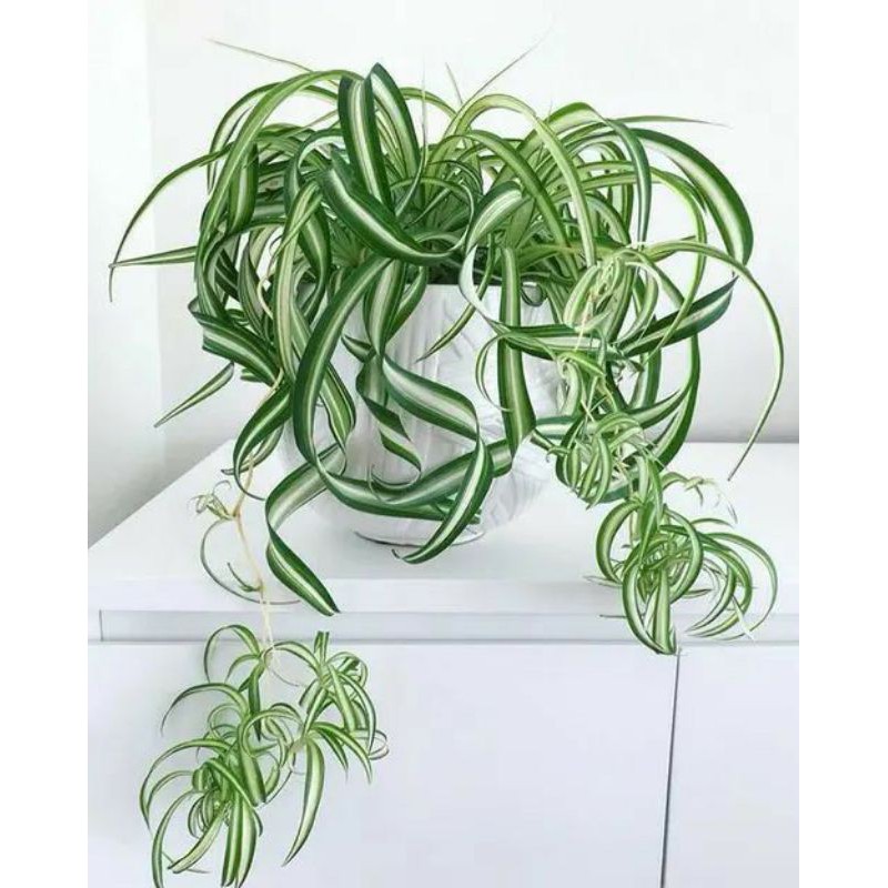 Spider plant
