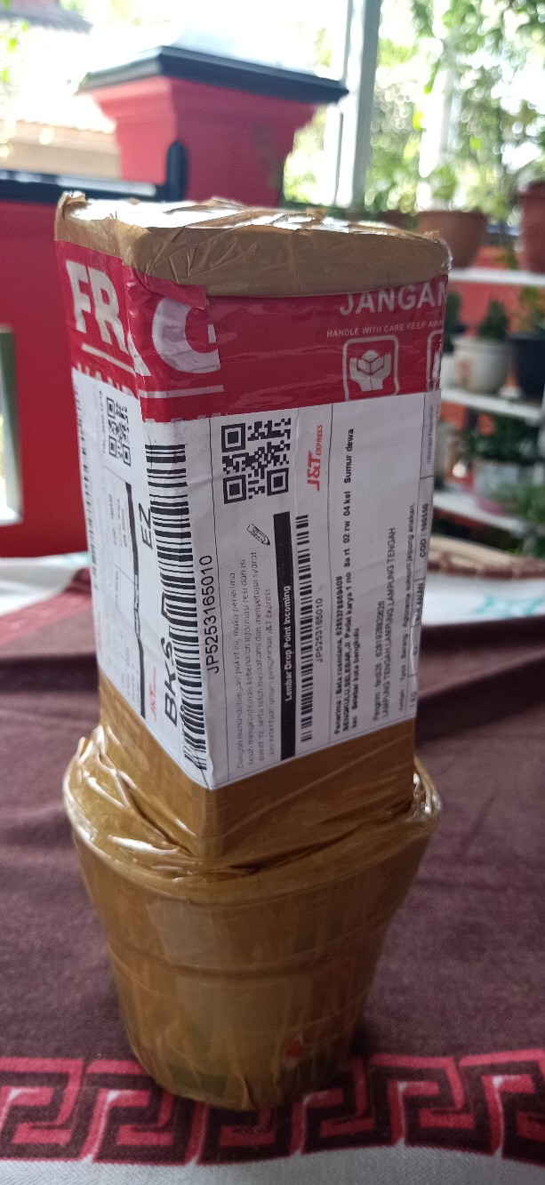 Aglonema Suksom Jaipong Anakan