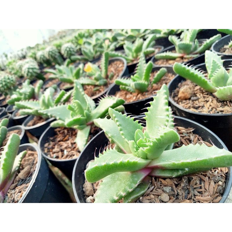 Kaktus Sukulen Faucaria Baby Shark