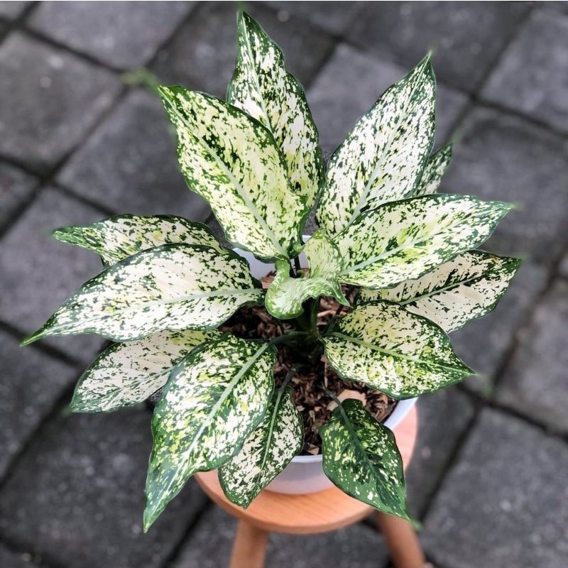 TANAMAN HIAS AGLONEMA SNOW WHITE MURAH / TANAMAN HIAS HIDUP / TANAMAN HIAS AGLONEMA SNOW WHITE BERKU