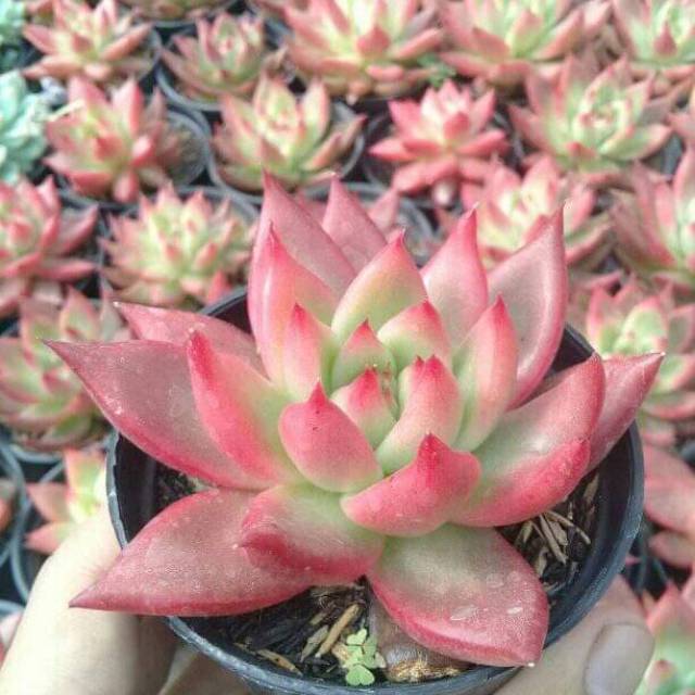 Agavoides Frank Reinelt
