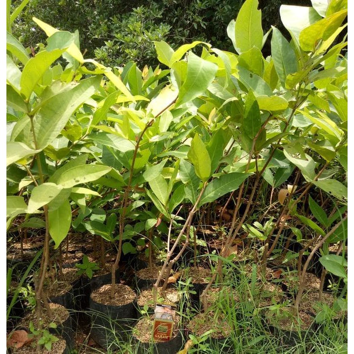 Bibit jambu cincalo merah | bibit pohon jambu air cincalo merah | okulasi