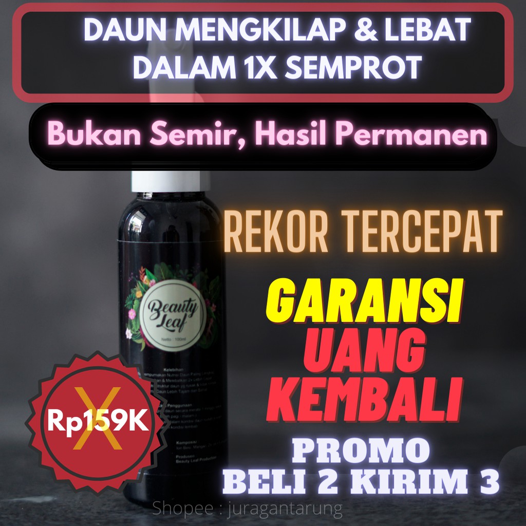 Pengkilap Daun Aglonema Alami, Pengkilap Daun Bunga, Pengkilap Daun Alami, Pengkilap Daun Aglaonema