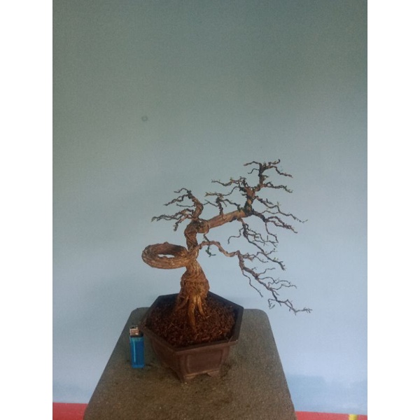 bonsai jadi tinggal di pajang..