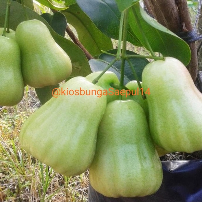pohon jambu madu deli /bibit jambu madu deli sudah berbuah